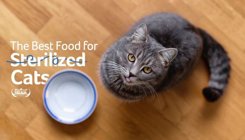 Best sterilized cat food clearance